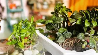 December plants purchase with rate| Huge & cheap shopping of winter & permanent plants| plant haul