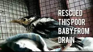 Baby Bird Rescue I Fallen From Nest I AMPHAN