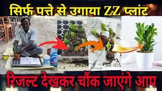 सिर्फ पत्ते से लगाएं ZZ प्लांट, रिजल्ट देखकर चौंक जाएंगे आप / Feng Shui Best ZZ Plant Propagation