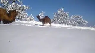 Kamele und Schnee / Camels and Snow