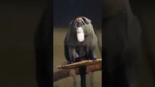De Brazza's Monkey #animals #monkey