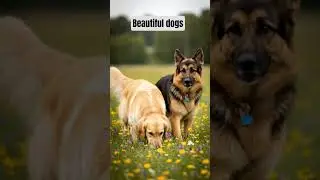 #beautiful #dogs