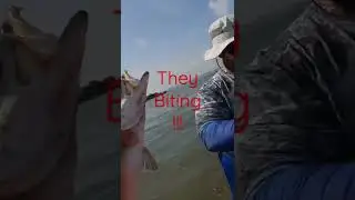 #Surf fishing #Grand Isle LA 2022