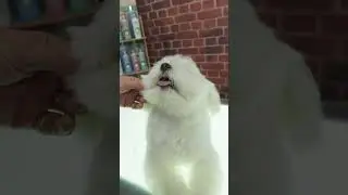 TRUCOS B&Aacute;SICOS PARA CORTAR LA CABEZA DE TU BICH&Oacute;N MALT&Eacute;S