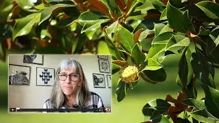 What Makes Magnolia Bark So Special?