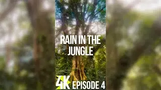 4K Rain in the Jungle - Episode 4 | Soothing Tropical Forest Ambience for Vertical Screens