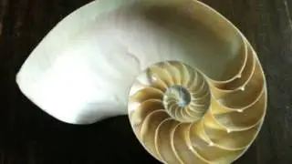 The Fibonacci Sequence - God's Mathematical Design Of The Universe
