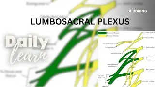 Sacral Plexus & Piriformis Syndrome: Lower limb anatomy, simplified for MBBS/DPT/BDS.