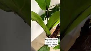 New branches on #FigLeaf stem. Comment I will make short how. Show me that u r interested #plants