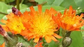 Orange fleabane - Erigeron aurantiacus - Gullkobbi - Fj&ouml;l&aelig;r jurt - Villiplanta