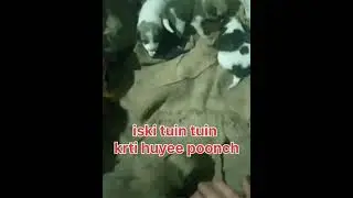 2nd part barfi and her puppies 🐕🐕