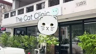 Inside The Cat Clinic Makati: A Purr-fect Tour for Feline Care!