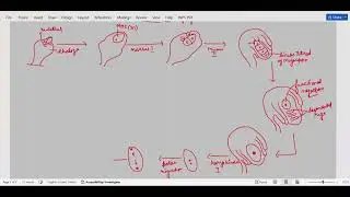 #Megasporogenesis🔖# formation of egg cell in plants🌾