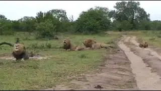 THUNDEROUS Lion Choir! 4 Massive Males Roar in Unison &ndash; You Can FEEL the Ground Shaking!