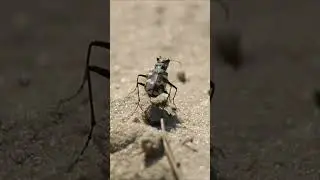 Скакун-межняк (лат. Cicindela hybrida) #shorts