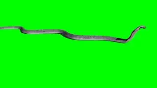 Snake 2   Animals   Green Screen Videos | no copyright | free download | free to use | 3d animation