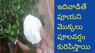257 - పూలమొక్కలకి ఎరువులు వేస్తూ రోజూనీళ్లుపోస్తూ వున్న పూయడంలేదా. అయితే ఇలా చేయండి వెంటనే పూస్తాయి.