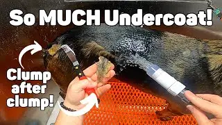 GERMAN Shepherd Undercoat Removal
