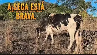 Interior castigado pela seca: gado sentindo a falta de alimento no pasto