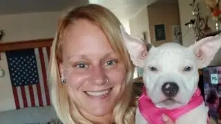 American Bully Puppy 