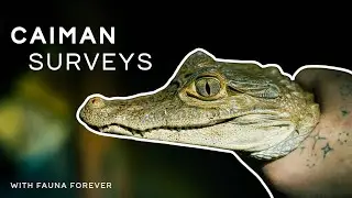 Exploring Perú | Episode 2: Catching Caimans with Fauna Forever | 4K | FOGGY LENS PRODUCTIONS