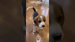 Cutest Puppy and Baby Funny Moment 🤍🐾 | Real Home Video, One look and the heart melts 🐶💖