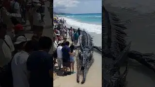 Gigantic 40-Foot Sea Monster Found Washed Ashore on Yonaha Maehama Beach