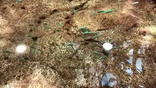 Green Chromis