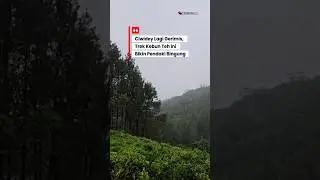 Ciwidey Lagi Gerimis, Trek Kebun Teh Ini Bikin Pendaki Bingung #teawalk #ciwideybandung #pendaki