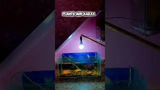 Guppy Fish Tank Setup | Beginners Guide | Hindi.  How to Setup guppy fish tank