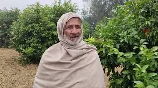 कीनू के बाग की पूरी जानकारी 