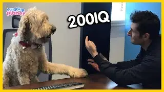 🐕🧠Когда живешь с собакой с IQ 200 😲 Самые смешные видео с собаками!