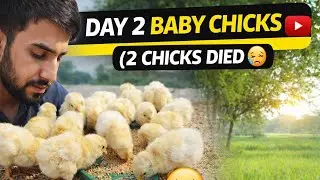 From 18 to 16 Chicks 💔 | Day 2 Feeding Reel + Peaceful Village Vlog🔥#romanreigns #royalrumble #wwe 