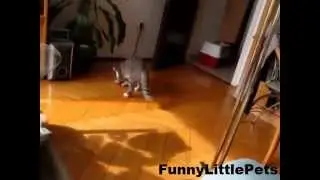 Funny Cats Doing Stupid things