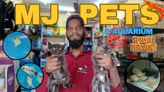 We Found The Best Aquarium Shop | MJ Pets
