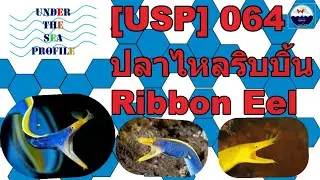 [USP] 064 Ribbon Eel ปลาไหลริบบิ้น