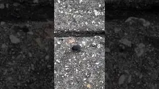 Worlds tiniest turtle #turtlebaby #cuteturtles #youtubeshorts