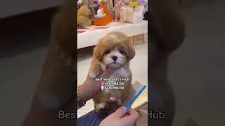 #maltipoo #maltese #poodle #cute #puppy #cutepet #dog #bhopal #mumbai #kerala #chennai #delhi #pune