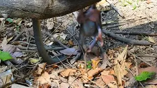 to fall upside down for Jiva and she has more actives she was enjoy for her realize into jungle natu