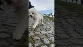 Melnik, CZ ❤️ из видео про Мельник, Чехия #shorts #prague #прага #czechrepublic