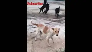 help street Animal #feedingstreetdog#stretdog