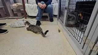 Shelter Cat Phoebe Learns to Tolerate Orion's Toothless Presence in Her Territory [REAL]