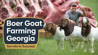 Boer Goat Farming in Georgia UNLOCK the Secrets&nbsp;to&nbsp;Success!