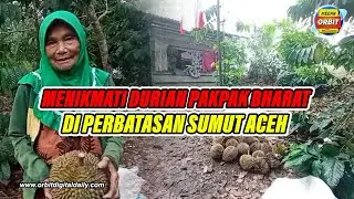 MENIKMATI DURIAN PAKPAK BHARAT DI PERBATASAN SUMUT ACEH