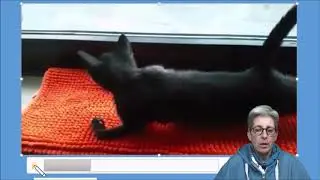 Radialisparese bei Hund und Katze