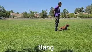 Bang - 15 ( BootCamp | General Obedience | Fetch | Leave It)