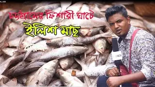 চট্টগ্রামের ফিশারী ঘাটে ইলিশ মাছের বর্তমান বাজার মুল্য ।। CTG FISHIRA GAT