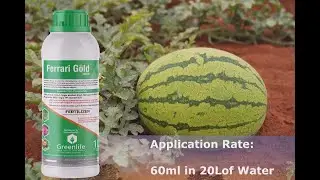 FERRARI GOLD MGB FROM GREENLIFE CROP PROTECTION AFRICA FOR CALCIUM BOOST OF YOUR CROPS
