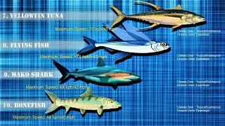 10 Fastest Animals in Water| Fastest fish in the world (updated)
