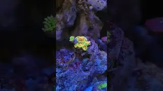 Coral Zoa mekar #reeftank #reeflife #laut #aquarium #reef #marinelife #saltwateraquarium #zoanthids